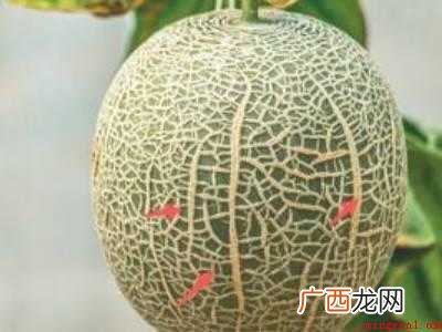 蜜瓜怎么挑选好吃