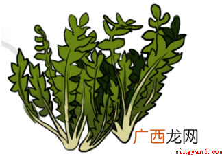吃野菜可以抗癌吗 出现哪些症状需警惕野菜中毒 吃野菜可以抗癌吗