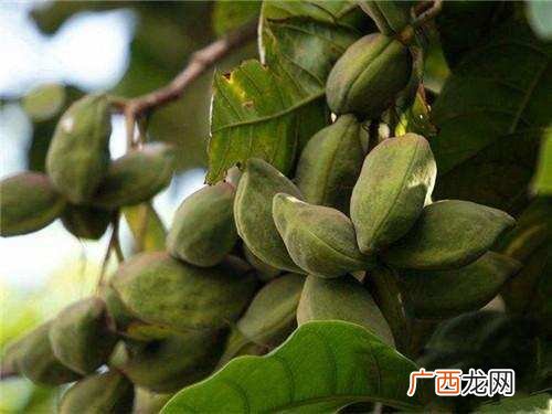 萍婆果怎么吃,凤眼果冷冻储存是生果还是煮熟？