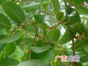 黑枣树和柿子树叶子区别,黑枣和柿子有什么区别？