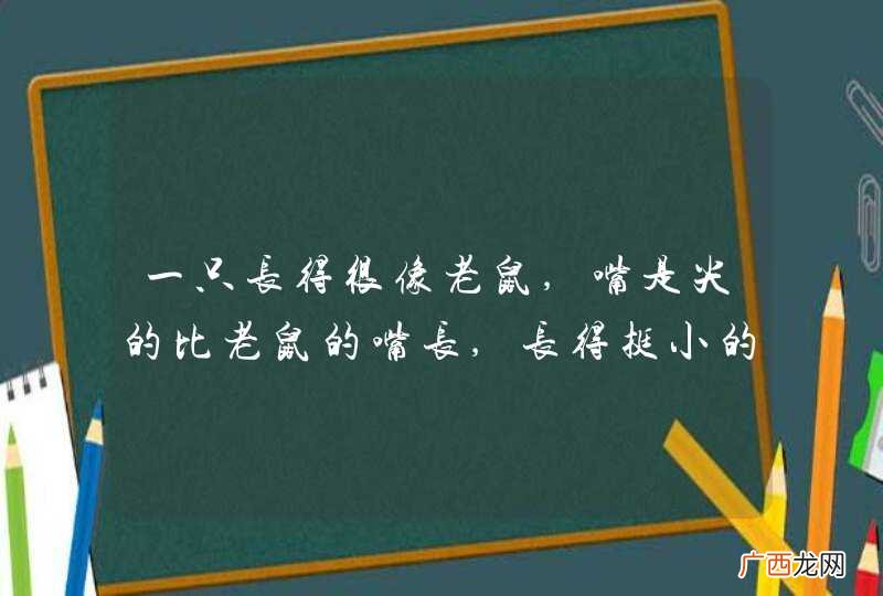 一只长得很像老鼠,嘴是尖的比老鼠的嘴长,长得挺小的,尾巴挺长的