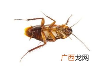 怎么除蟑螂,除蟑螂的小妙招？