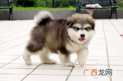 阿拉斯加能活多少岁,中大狗的寿命一览表？