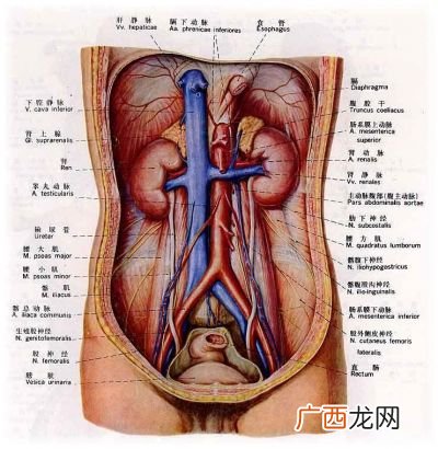 人体内脏器官有哪些,五脏六腑指的是什么生肖?