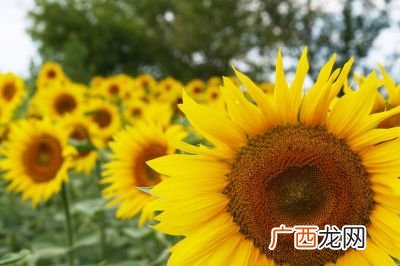 太阳花与向日葵有区别吗,非洲菊、太阳花、向阳、向日葵有什么区别啊？