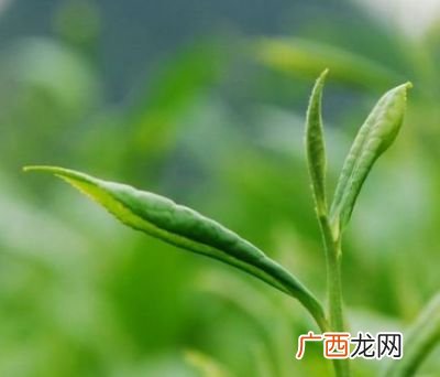 大叶子茶叶有哪些,什么茶叶叶子大？
