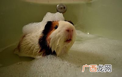 荷兰猪能用沐浴露洗澡吗,荷兰猪身上太臭怎么办？