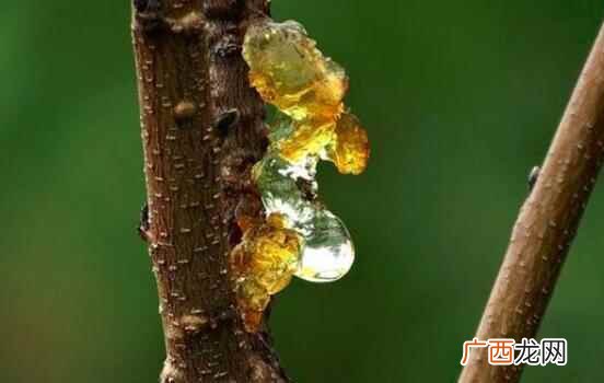 普通树上的桃胶可以吃吗 普通桃树的桃胶可以吃吗