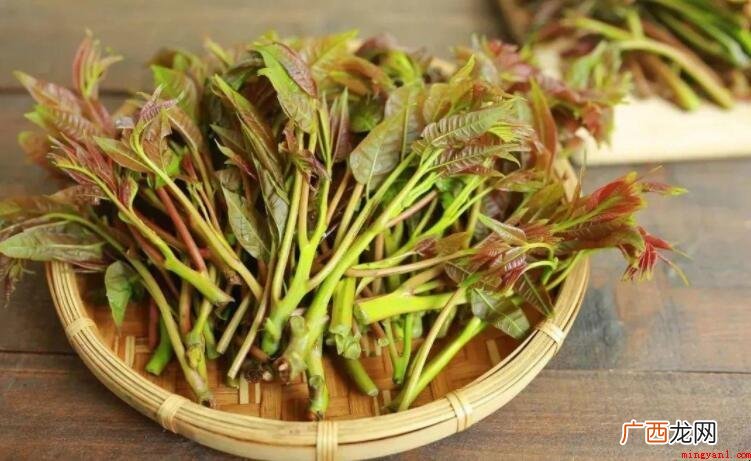 春天的美食有哪些_健康频道 春天的美食有哪些