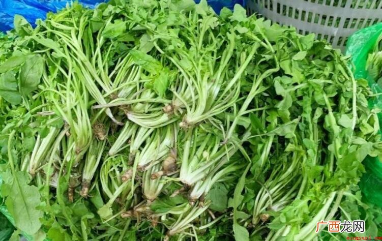 吃荠菜有什么好处_健康频道 吃荠菜有什么好处