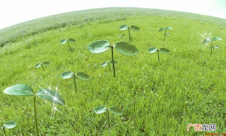 大自然空气清新的句子有哪些