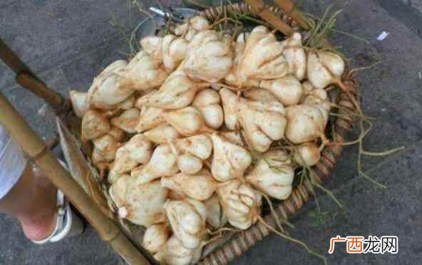 凉薯是什么季节的