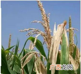 玉米生长期多少天,小麦、花生、玉米的生命周期大约有多长？