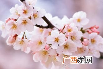 故乡的樱花开了出处是什么,男生说故乡的樱花开了什么意思？