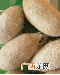 茧蛹如何保存方法,蚕蛹怎么保存最长？