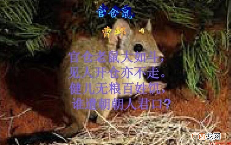 《官仓鼠》的创作背景是什么