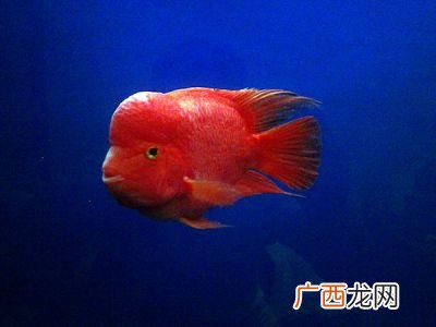 鹦鹉鱼繁殖技巧有什么,鹦鹉鱼产卵怎么孵化小鱼？