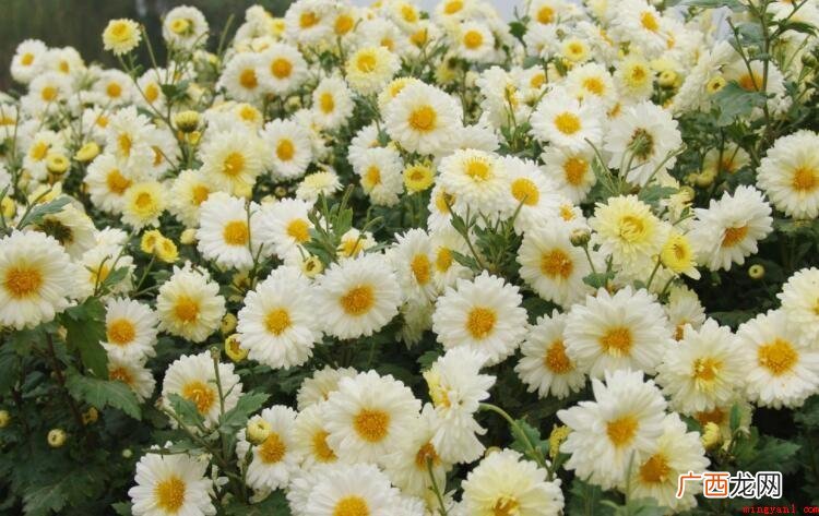 白菊花的禁忌是什么