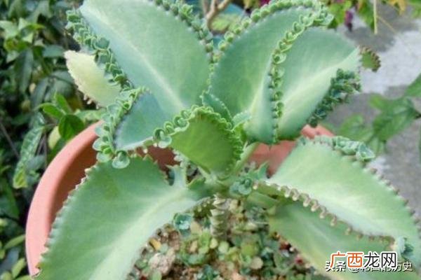 大叶落地生根的养殖方法,大叶落地生根的养殖方法？