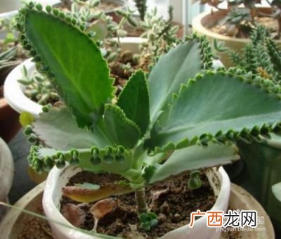 大叶落地生根的养殖方法,大叶落地生根的养殖方法？