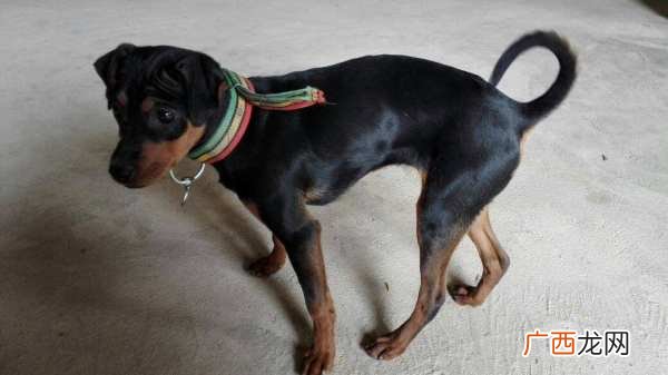 中国山红犬的品种特征,山红犬的优缺点？
