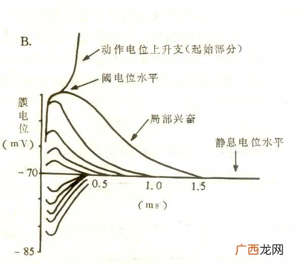 什么是细胞的生物电现象,什么是生物电现象？