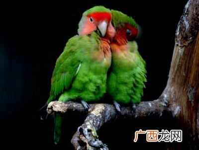 牡丹鹦鹉和绿桃鹦鹉有什么区别,绿桃和牡丹的区别？