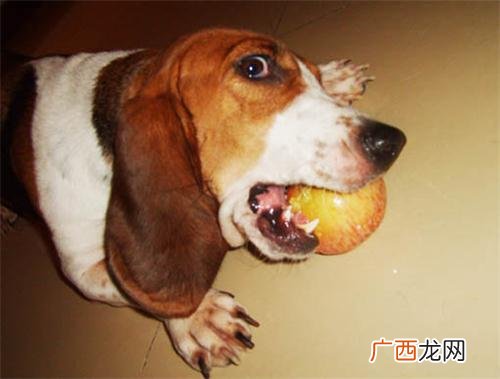 狗狗可以吃苹果吗,狗狗吃苹果的危害？