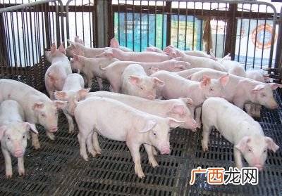 猪瘟有什么症状,猪瘟的症状是什么？