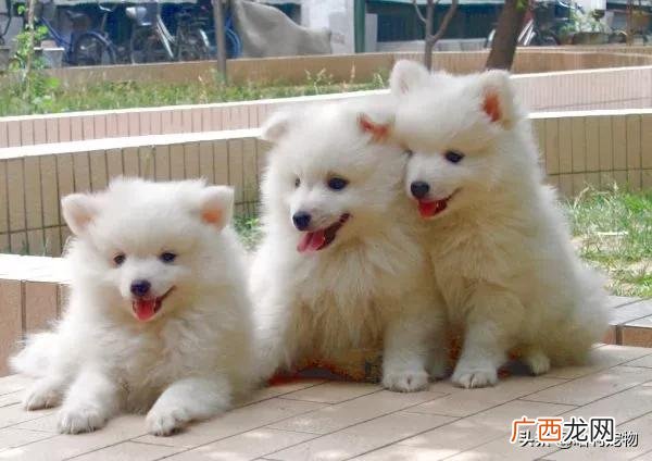 养殖银狐犬需要注意什么事项 银狐犬为什么很少人养