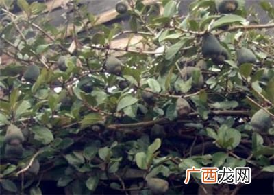 凉粉果什么时候成熟,野冰粉籽什么时间采摘?