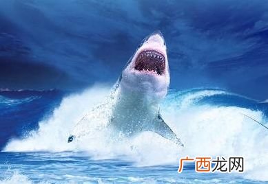 鲨鱼的天敌是虎鲸吗,鲨鱼的天敌是什么动物？