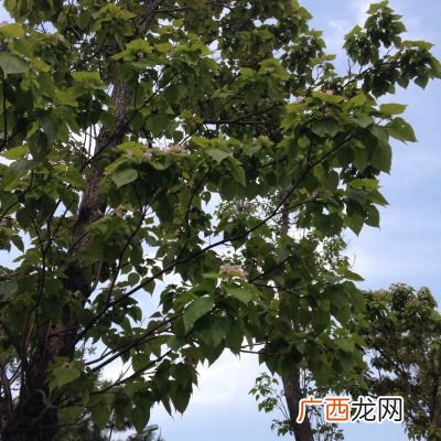 乔木是什么树,乔木的意思?