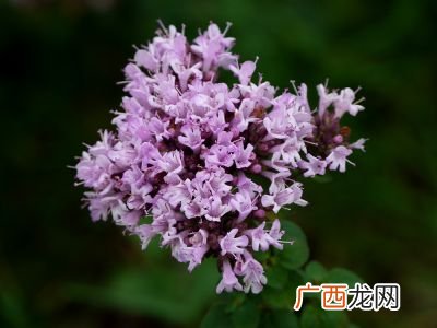 什么是百里香草,云南香灵草,真的能驱蚊吗?
