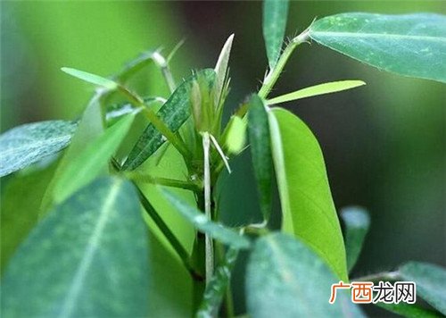 情人草的花语是什么啊附图看看,什么花的花语是新鲜感？