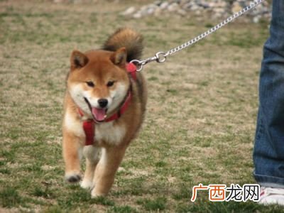 土狗的性格智商忠诚度和爱好,土狗是怎样生活的,有那些生活习性?