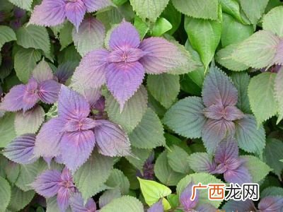 紫苏是什么,紫苏是什么？