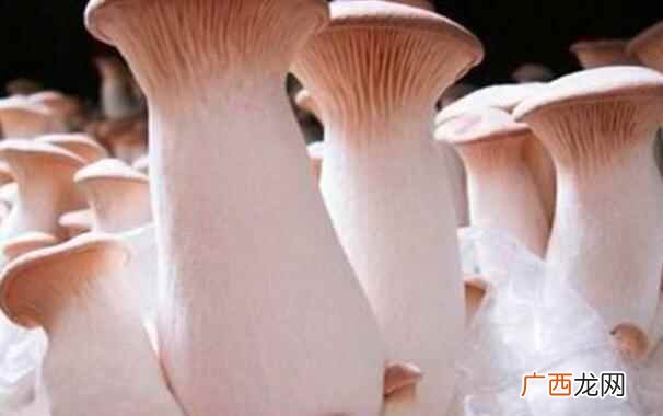 杏鲍菇的功效与作用 杏鲍菇的热量
