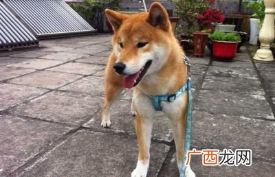 怎样训练柴犬,7个月大的柴犬如何训练？