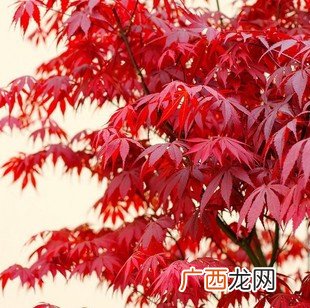红舞姬和红枫的区别是什么,三季红枫、红舞姬区别?请附上图片？