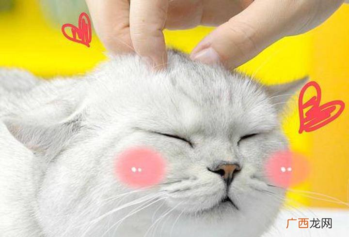 如何驯养成年野猫,刚来的猫怎么才能驯服呢？