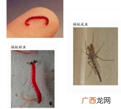长阴虫怎么回事,阴虱病是怎么回事？