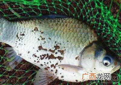 鲫鱼有几种类型,鲫鱼类型？