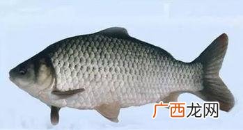 鲫鱼有几种类型,鲫鱼类型？