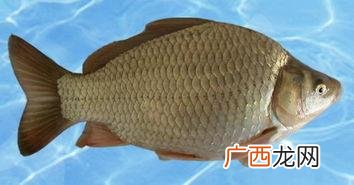鲫鱼有几种类型,鲫鱼类型？