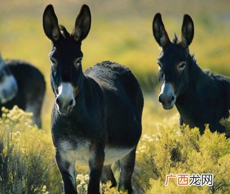 养殖肉鹿都有什么品种,梅花鹿什么品种好？