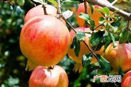 怀远石榴几月份成熟,无籽石榴国家？