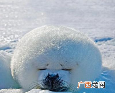 动物们都是如何睡觉的,怎么让仓鼠白天活动，晚上睡觉？