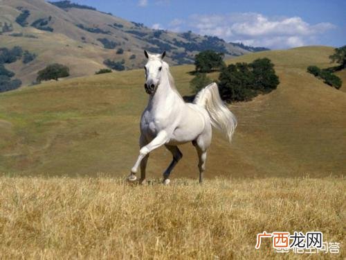 藏羚羊的特点,《动物世界》全集之羚羊的种类你知道多少？