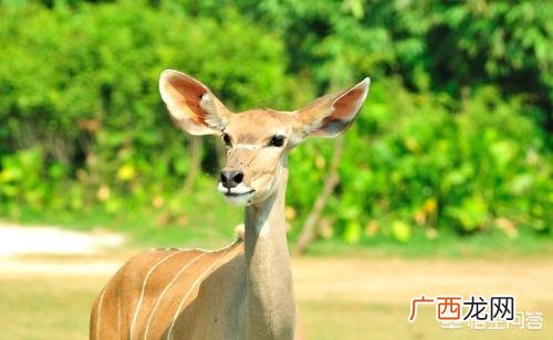 藏羚羊的特点,《动物世界》全集之羚羊的种类你知道多少？